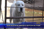 Куче безпокои живеещи в центъра на града