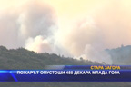 Пожарът опустоши 450 декара млада гора