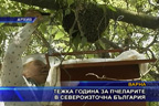 Тежка година за пчеларите в Североизточна България