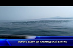 
Морето завря от паламуд край Бургас