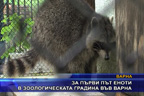 За първи път еноти в зоологическата градина във Варна