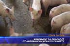 Алармират за опасност от африканска чума по свинете