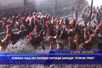 Избиха над 250 хиляди патици заради “птичи грип“