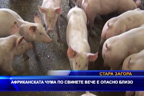 Африканската чума по свинете вече е опасно близо
