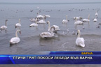 
Птичи грип покоси лебеди във Варна