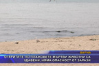 Откритите по плажовете мъртви животни са удавени, няма опасност от зарази