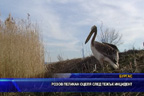 Розов пеликан оцеля след тежък инцидент