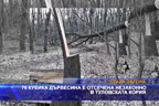 76 кубика дървесина е отсечена незаконно в Туловската кория