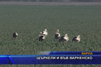 Щъркели и във варненско