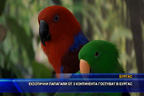 
Екзотични папагали от 3 континента гостуват в Бургас