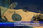 
Показват най-отровните риби в света в Пловдивския природонаучен музей