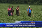 Земеделските производители във Варненско наемат работници от Украйна, за да приберат реколтата