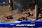 Откриха три огнища на Африканска чума при дивите прасета във Варненско
