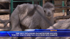 Бяло двугърбо камилче се роди в зоопарка във Варна
