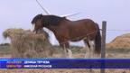 Подновяват се заниманията с терапевтични коне в базата край Варна
